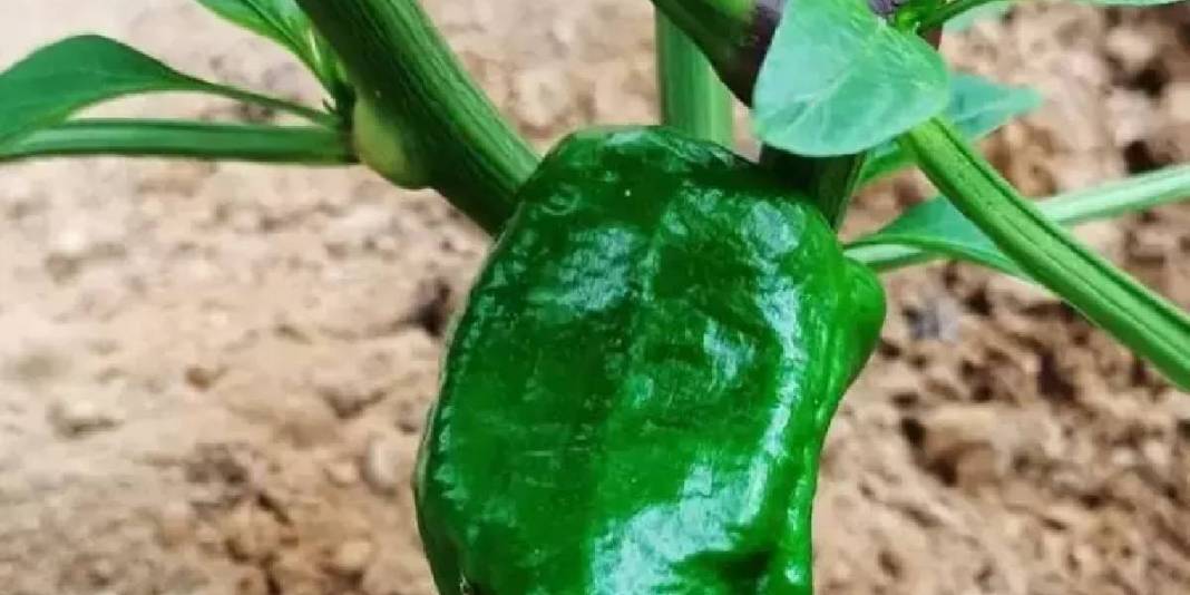 Etli ve gevrek yapısıyla dikkat çekiyor, ata tohumundan 150 yıldır yetişiyor! Bölgenin gözdesi: 250 TL’ye yok satıyor 5